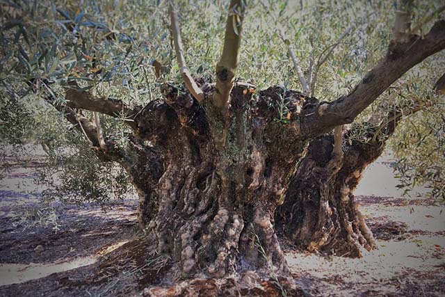 árbol de olivo milenario